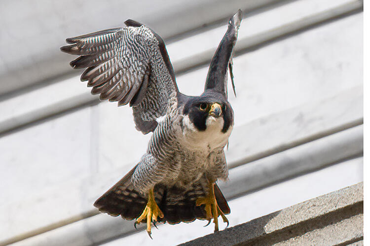 Help name UC Berkeley falcon’s new mate