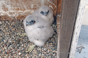 two falcon chicks